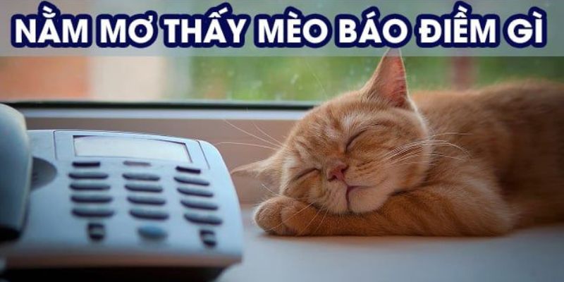 Mơ thấy mèo con